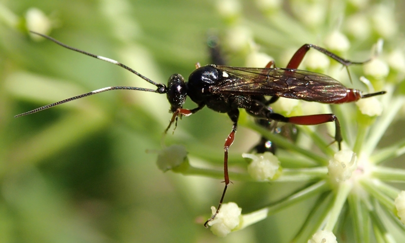 Ichneumonidae da Id.